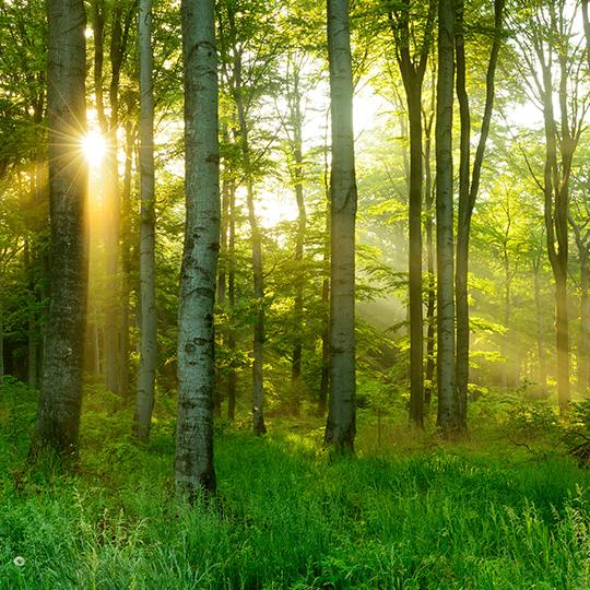 Kundenanforderungen erfüllen und übertreffen shot of sun through trees in a forest